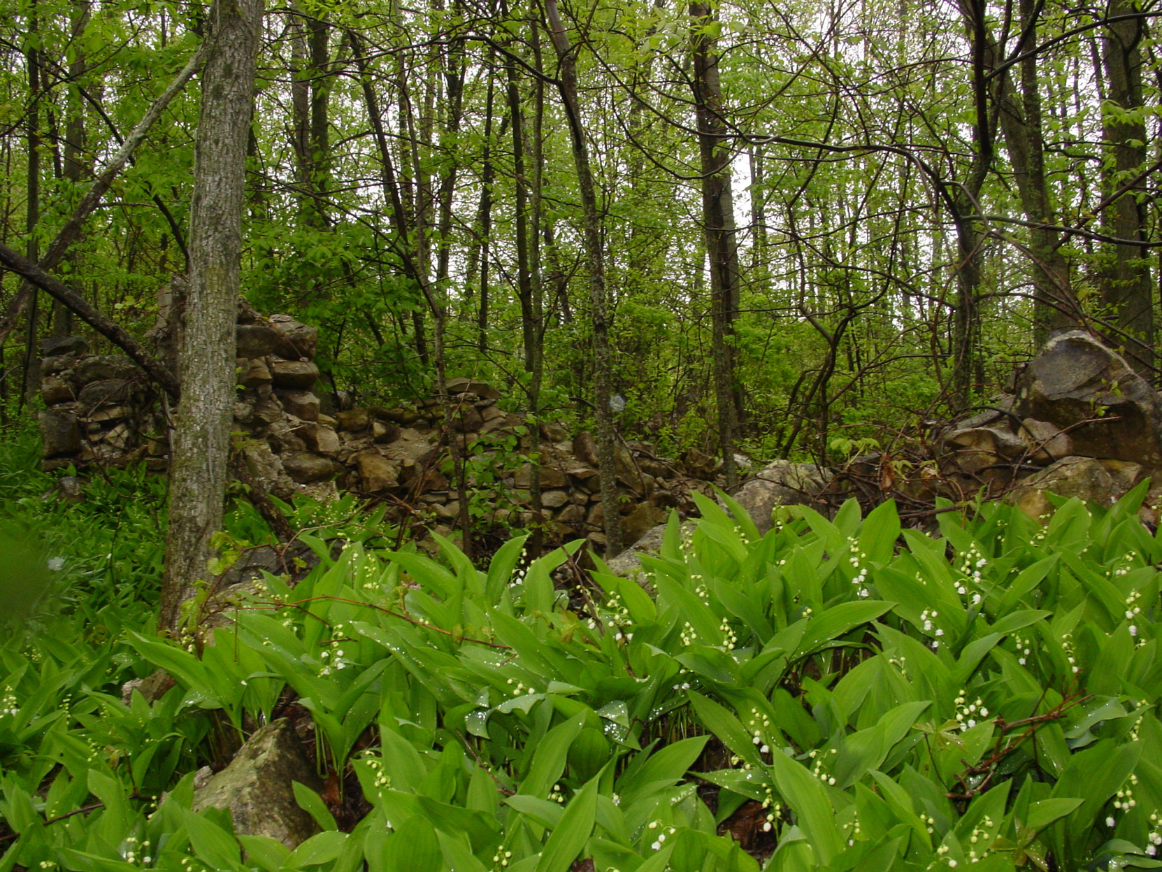 Ruins of the Owen Sound Portland Cement Company factory, Shallow Lake, Ontario, 2003. This possibly the remains of the Butchart house at the Shallow Lake factory site. (photo by author)