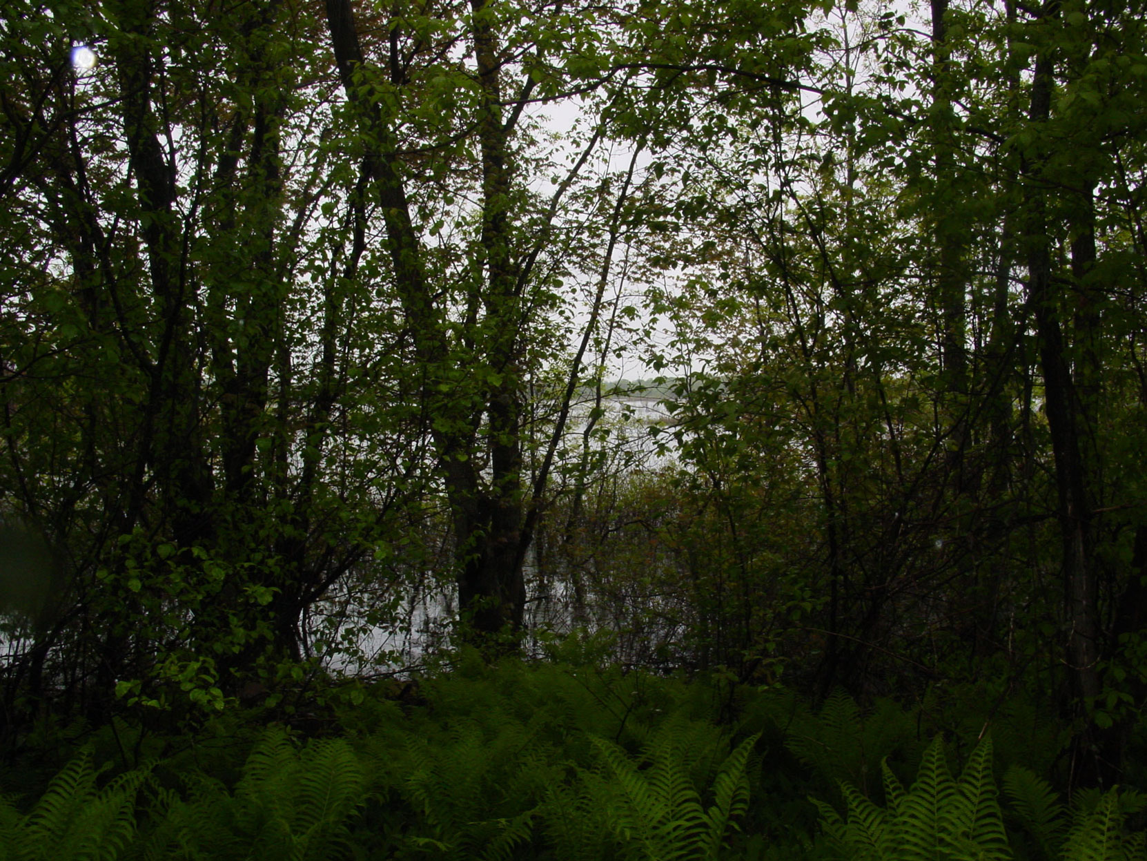 Shallow Lake as seen from the ruins of the Owen Sound Portland Cement Company factory, Shallow Lake, Ontario, 2003. (photo by author)