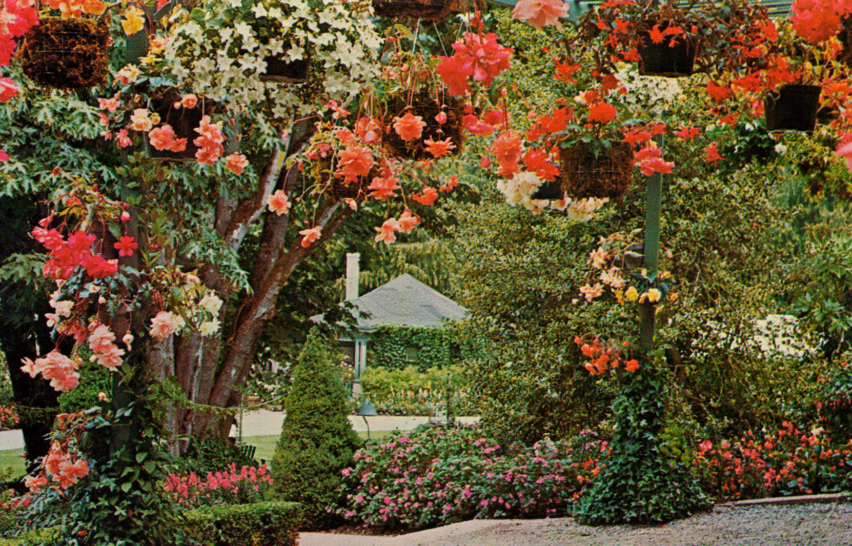 The Begonia Bower and the building designed in 1917 by Samuel Maclure as a "Chinaman's Cottage and later renamed the Gardener's Cottage (Author's collection)